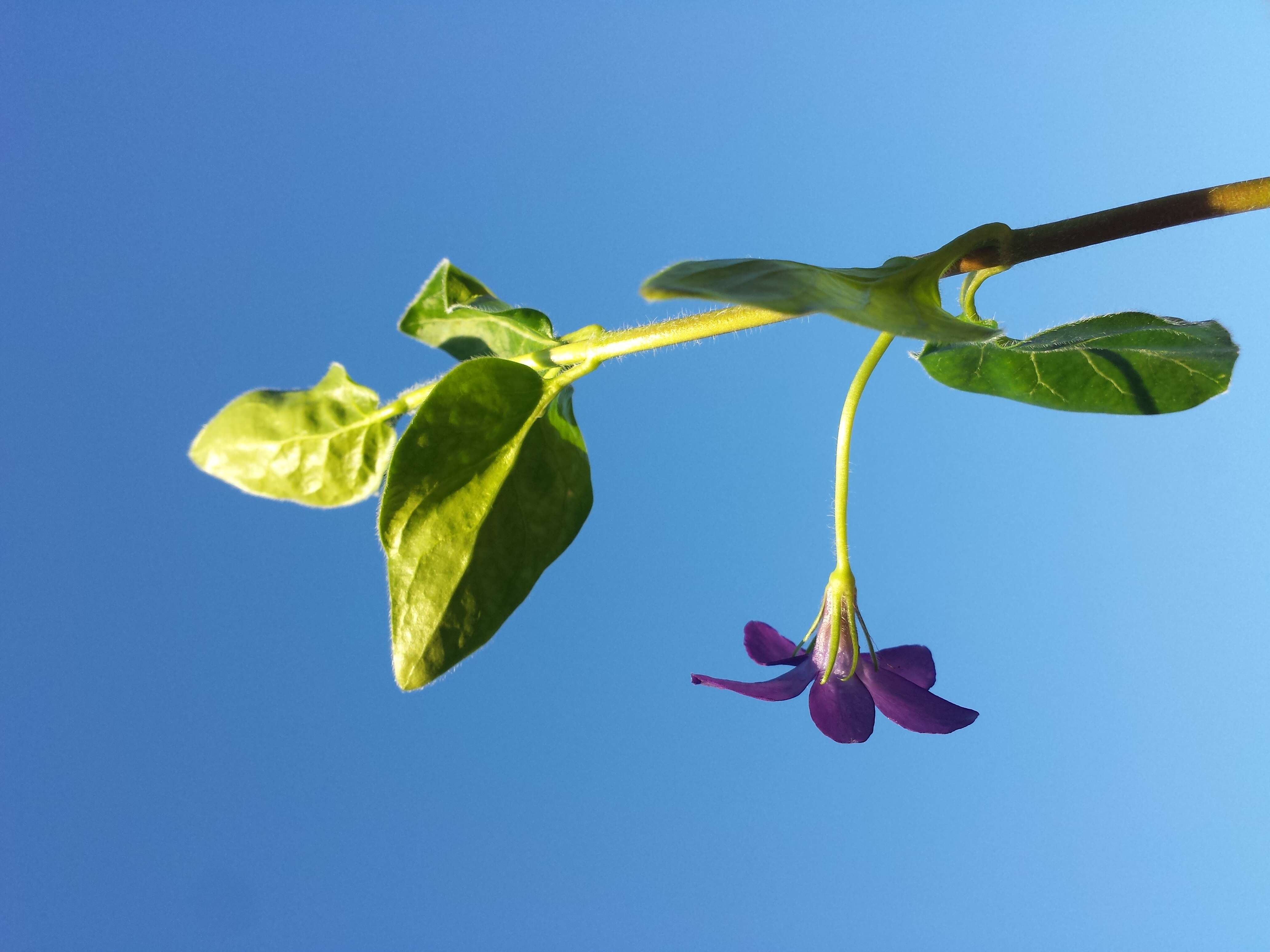 Image of Greater Periwinkle