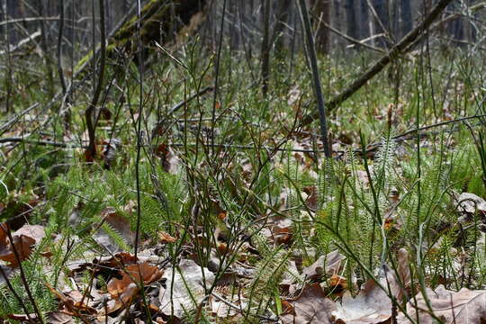 Image of Stag's-horn Clubmoss