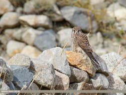 Image of kestrel, common kestrel