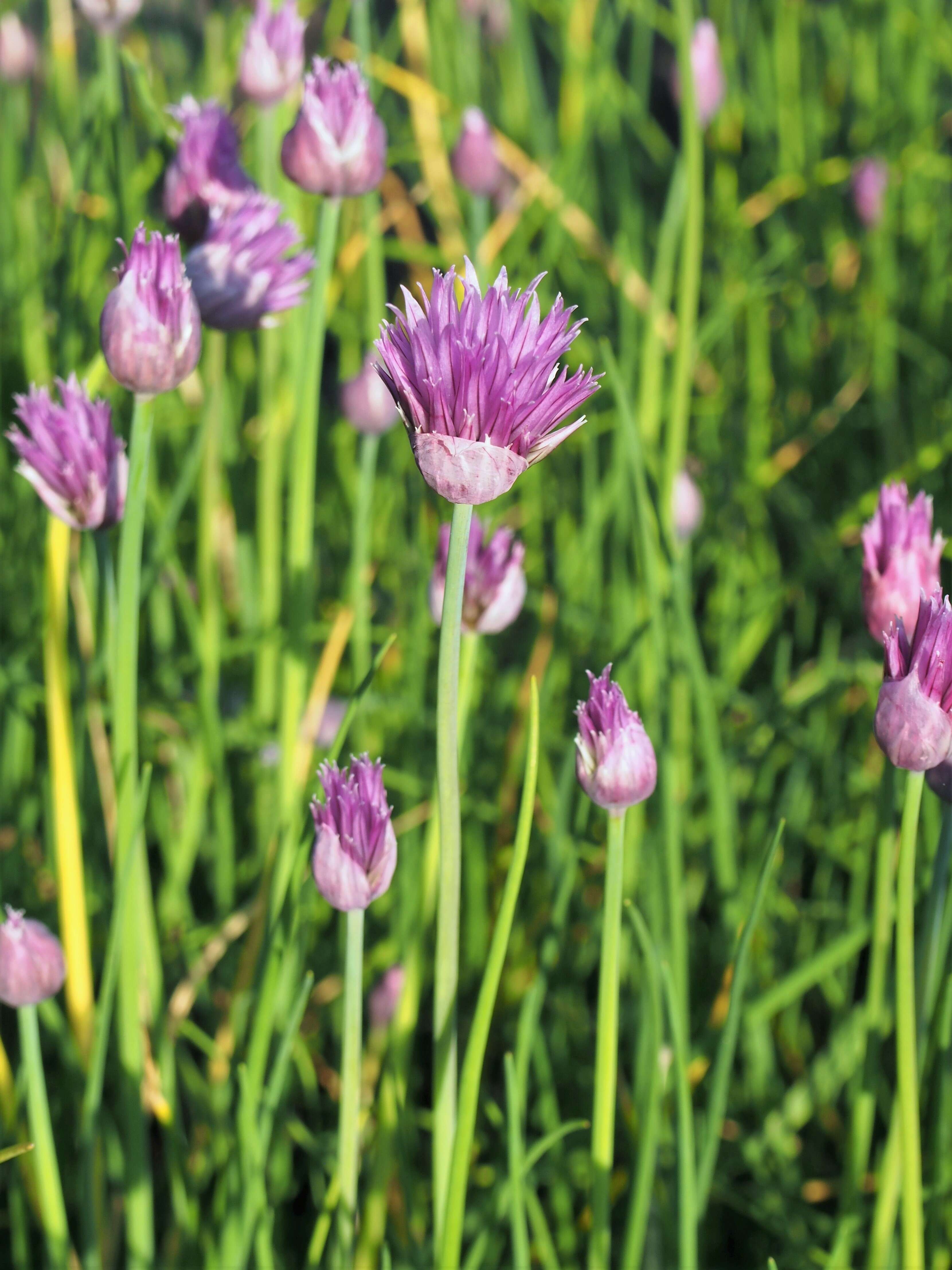 Image of wild chives