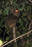 Lepilemur sahamalaza Andriaholinirina, Fausser, Roos, Zinner, Thalmann, Rabarivola & Ravaoarimanana et al. 2017的圖片