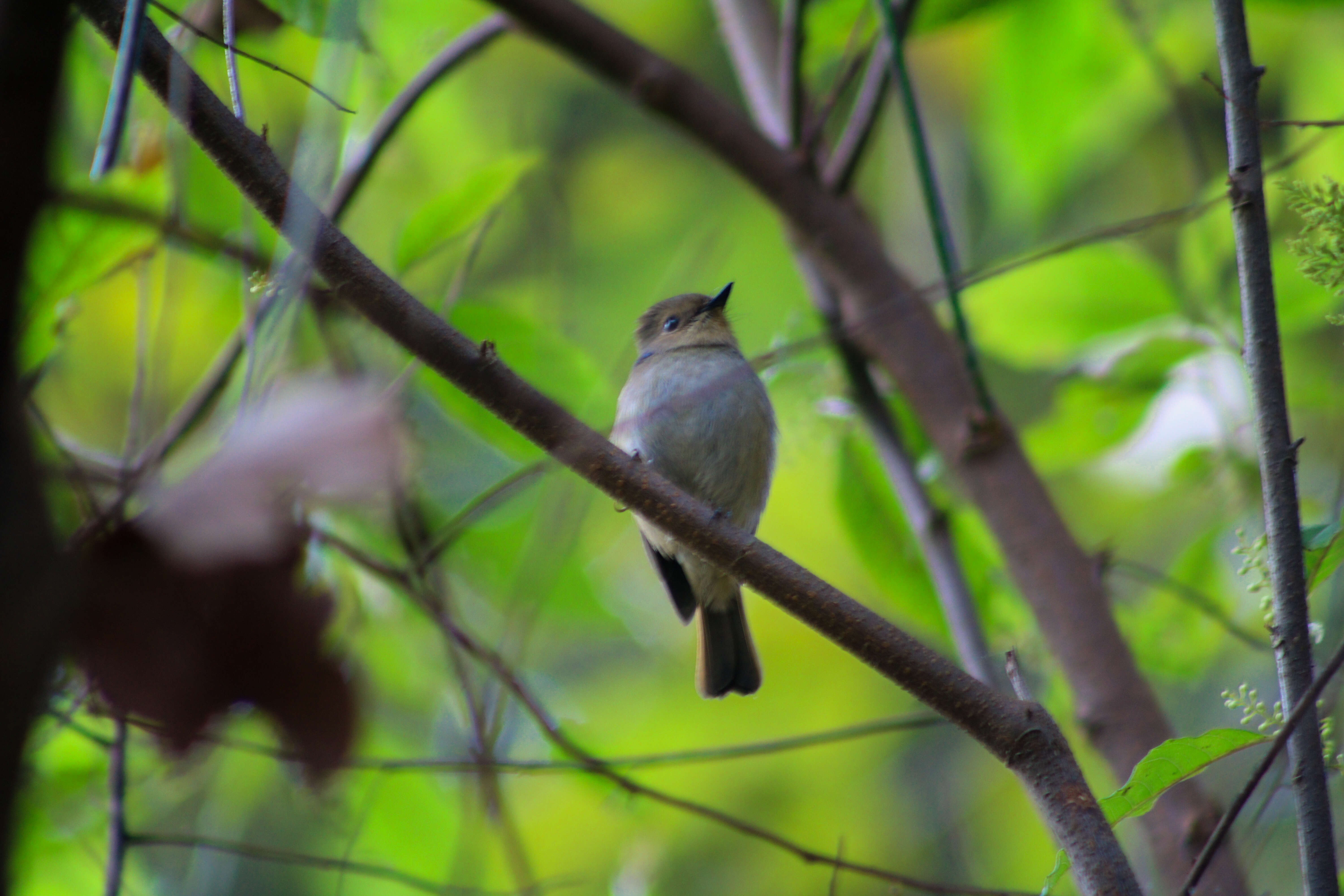 Image of Small Niltava