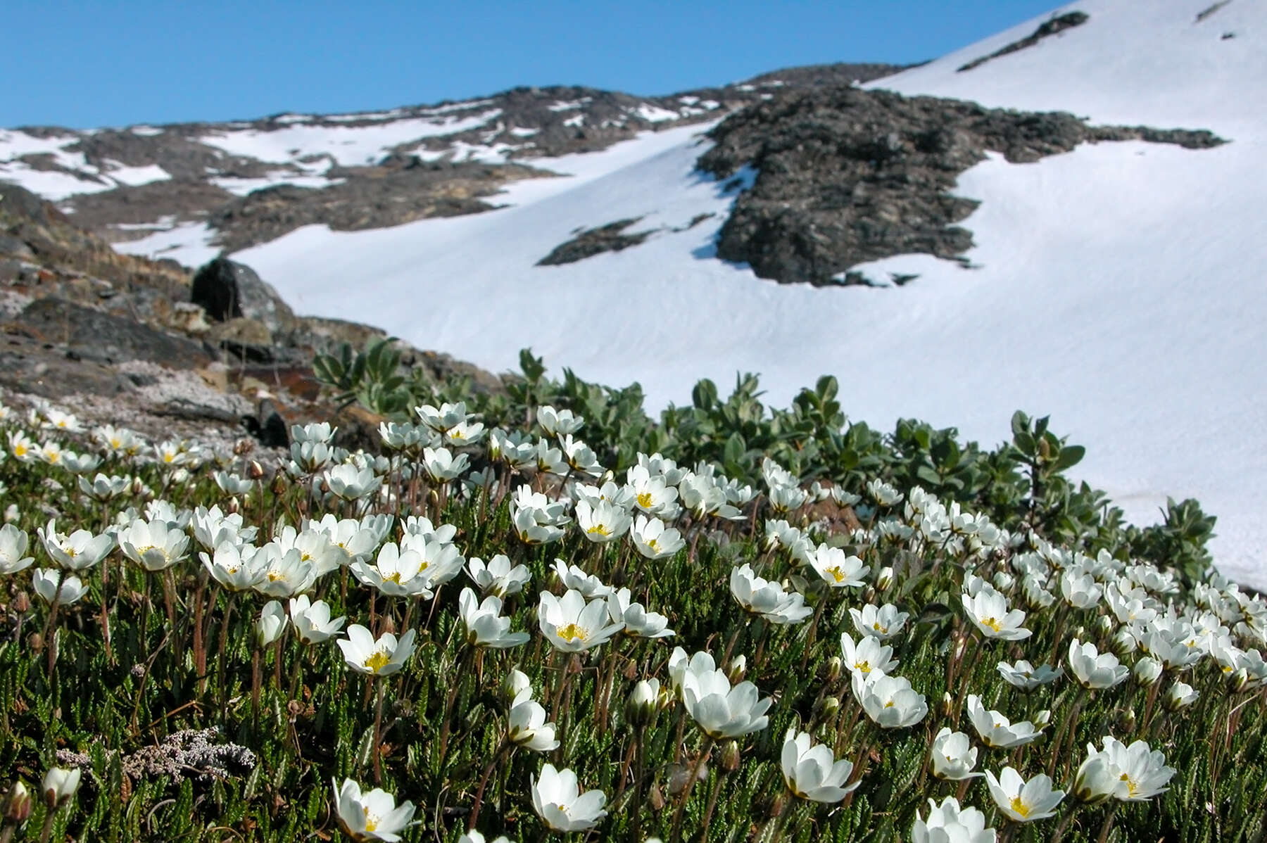 Imagem de Dryas octopetala L.