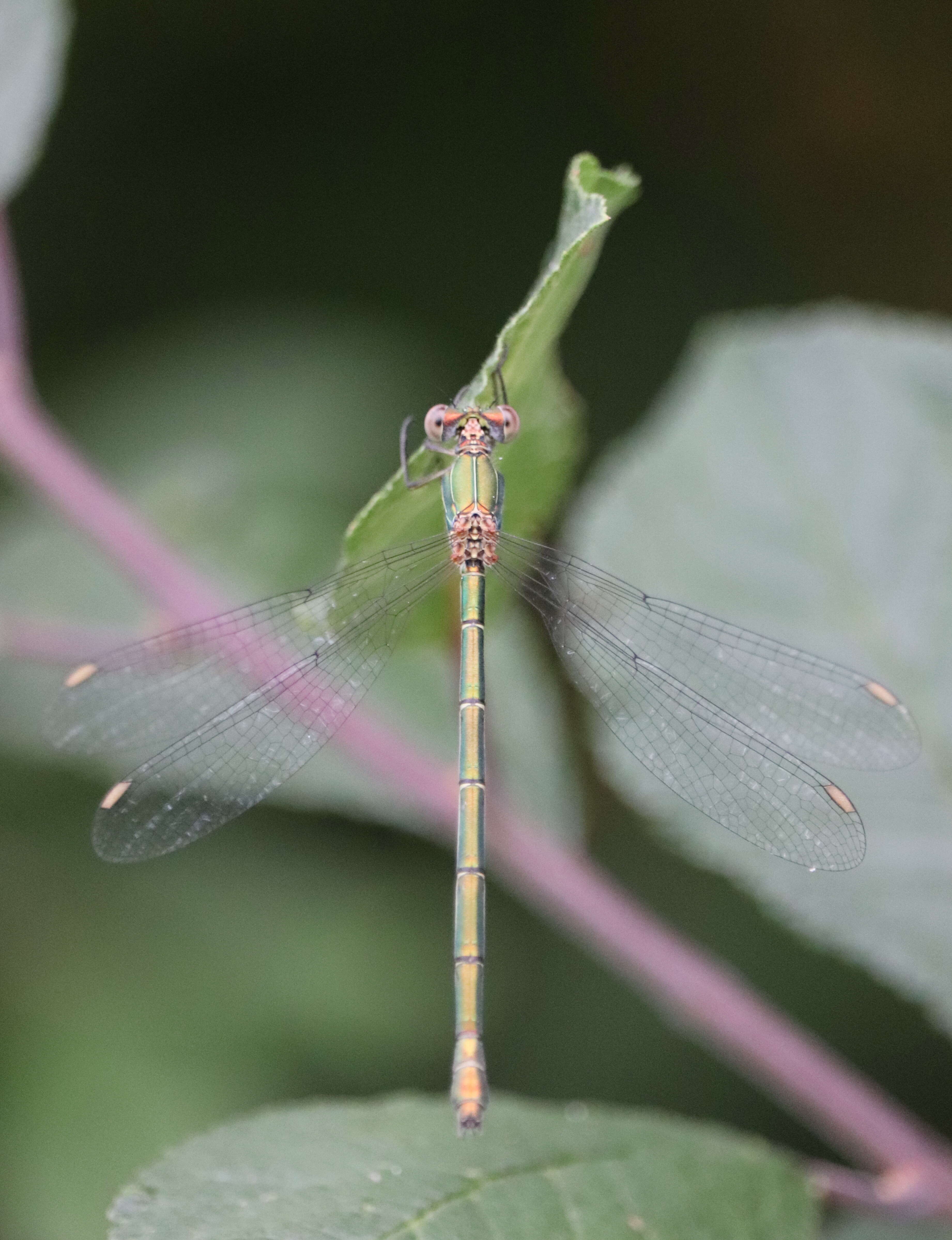 Image of Chalcolestes Kennedy 1920