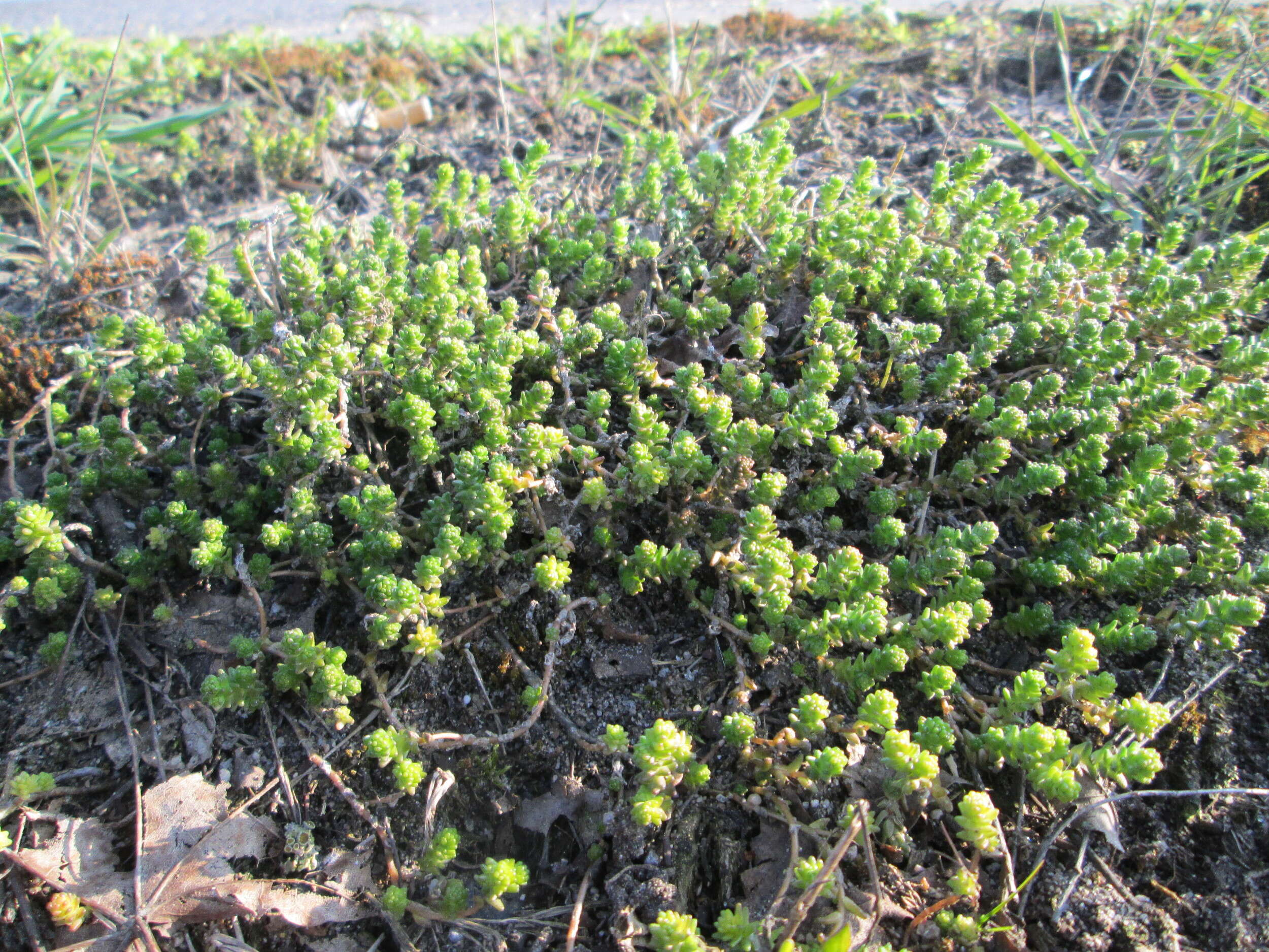 Image of Biting Stonecrop