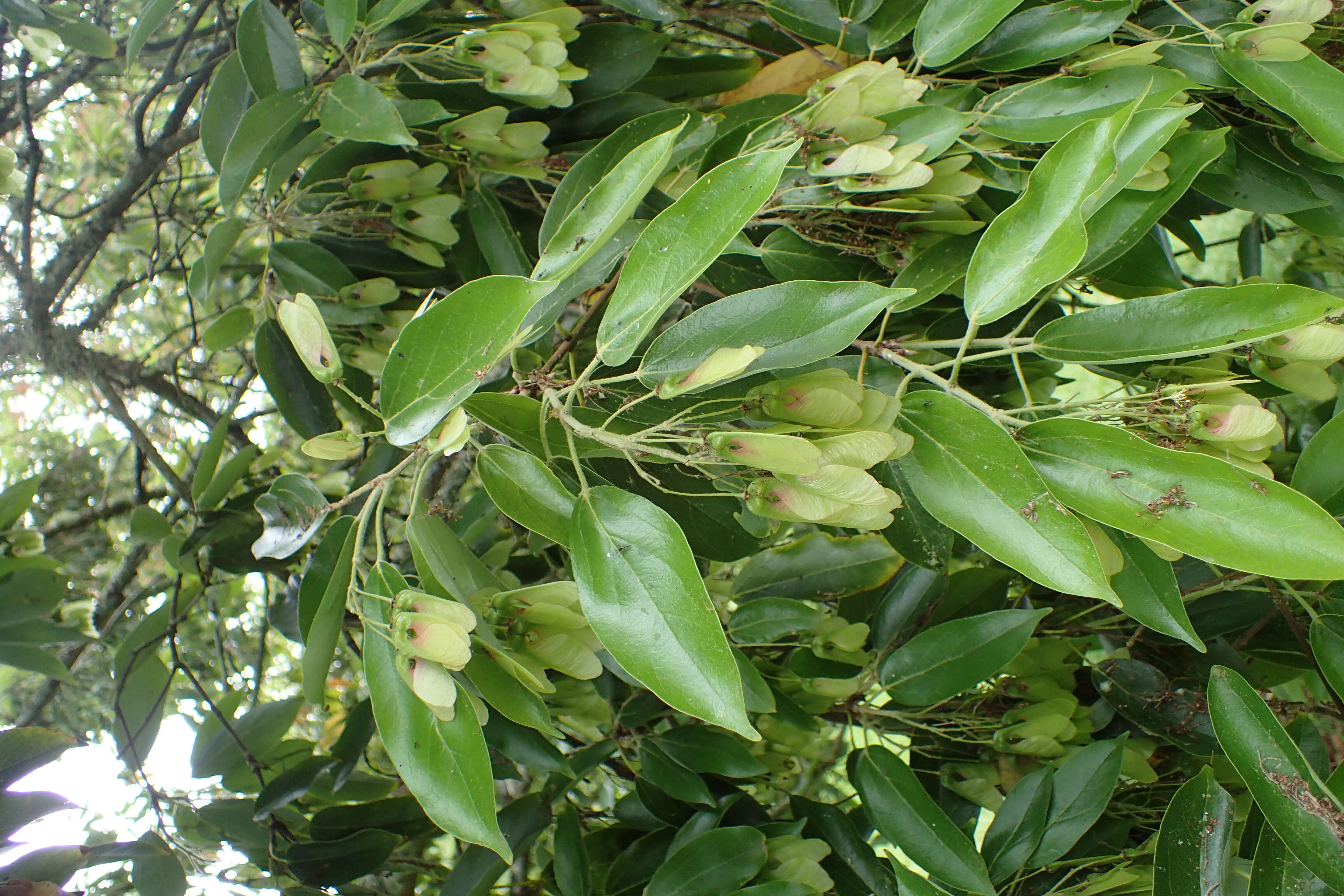 Acer coriaceifolium Leveille resmi