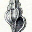 Imagem de Daphnella omaleyi (Melvill 1899)