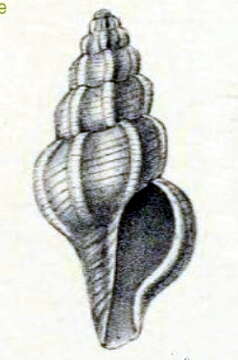 Image of Daphnella omaleyi (Melvill 1899)