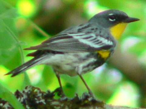 Image of Audubon's Warbler