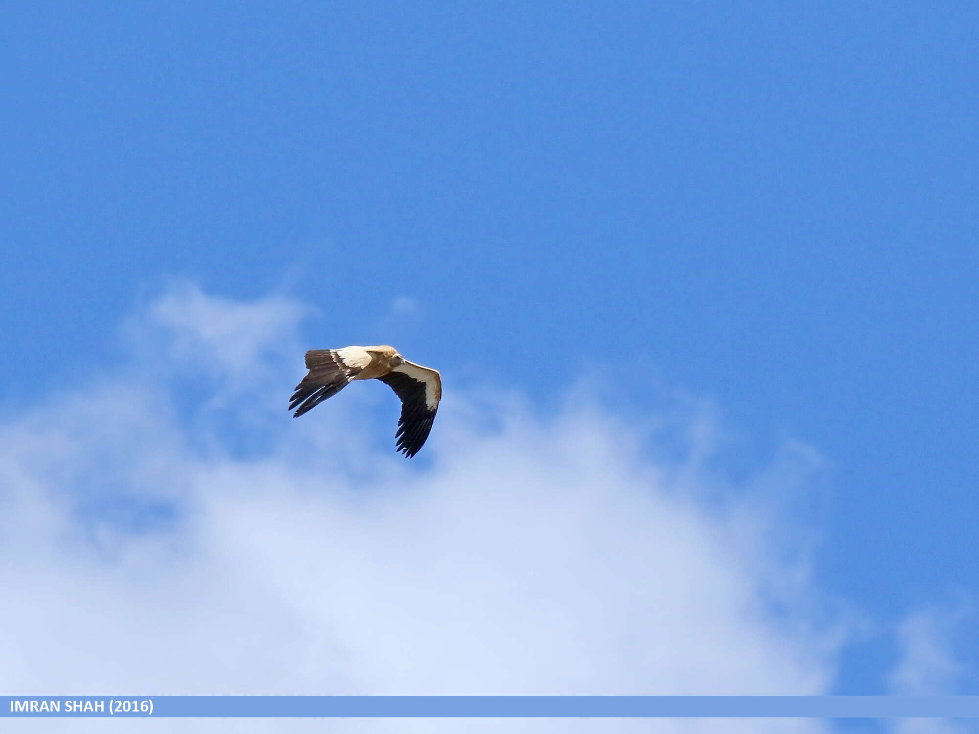 Image of Himalayan Griffon