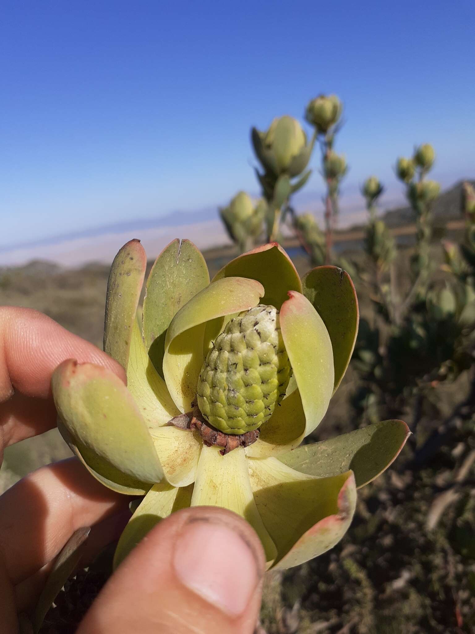 Image of Leucadendron diemontianum I. J. M. Williams