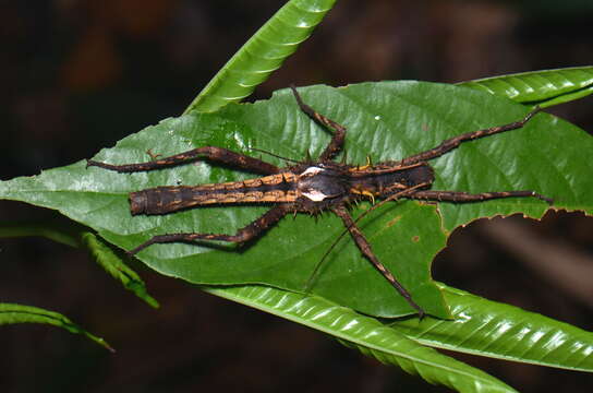 Image of De Haan's Haaniella