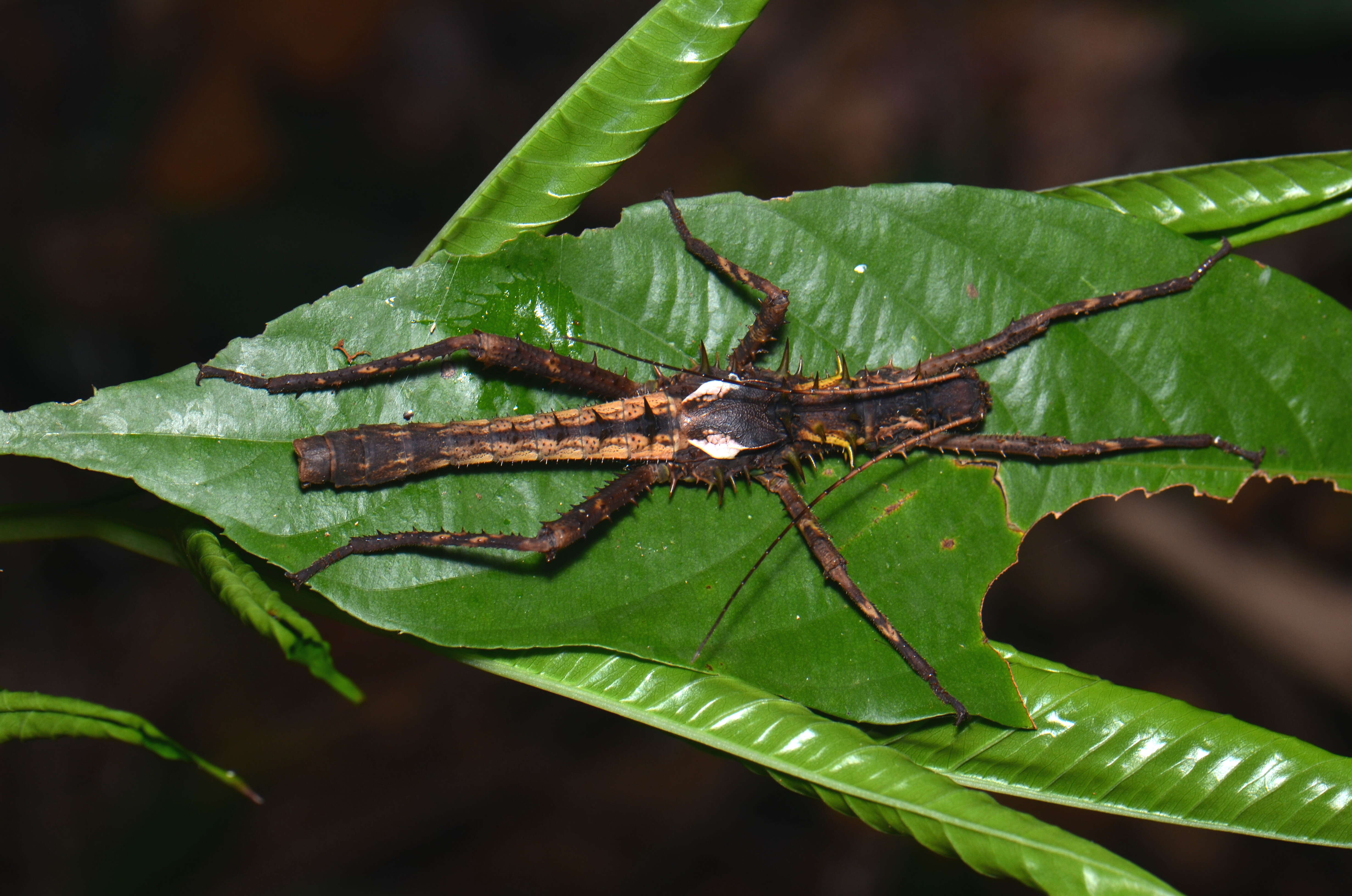 Image of De Haan's Haaniella