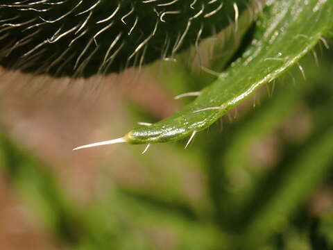 Image of Oriental poppy