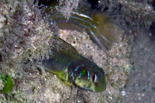 Image of Oyster Blenny