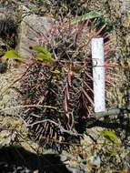 Image of Ferocactus latispinus (Haw.) Britton & Rose