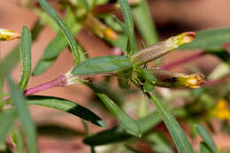 Image of Sonoran chinchweed