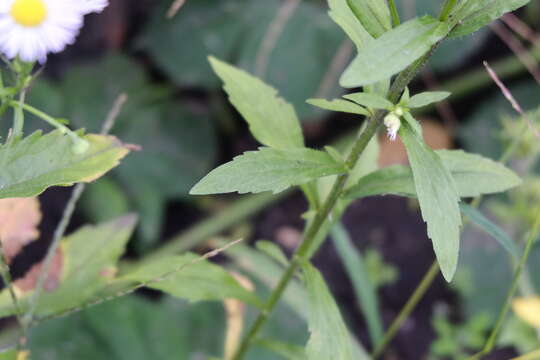 Image of eastern daisy fleabane