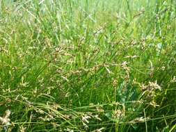 Image of quaking-grass sedge