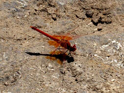 Imagem de Trithemis kirbyi Selys 1891