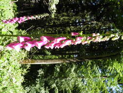 Imagem de Digitalis purpurea L.