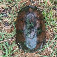 Image of Mexican Mud Turtle