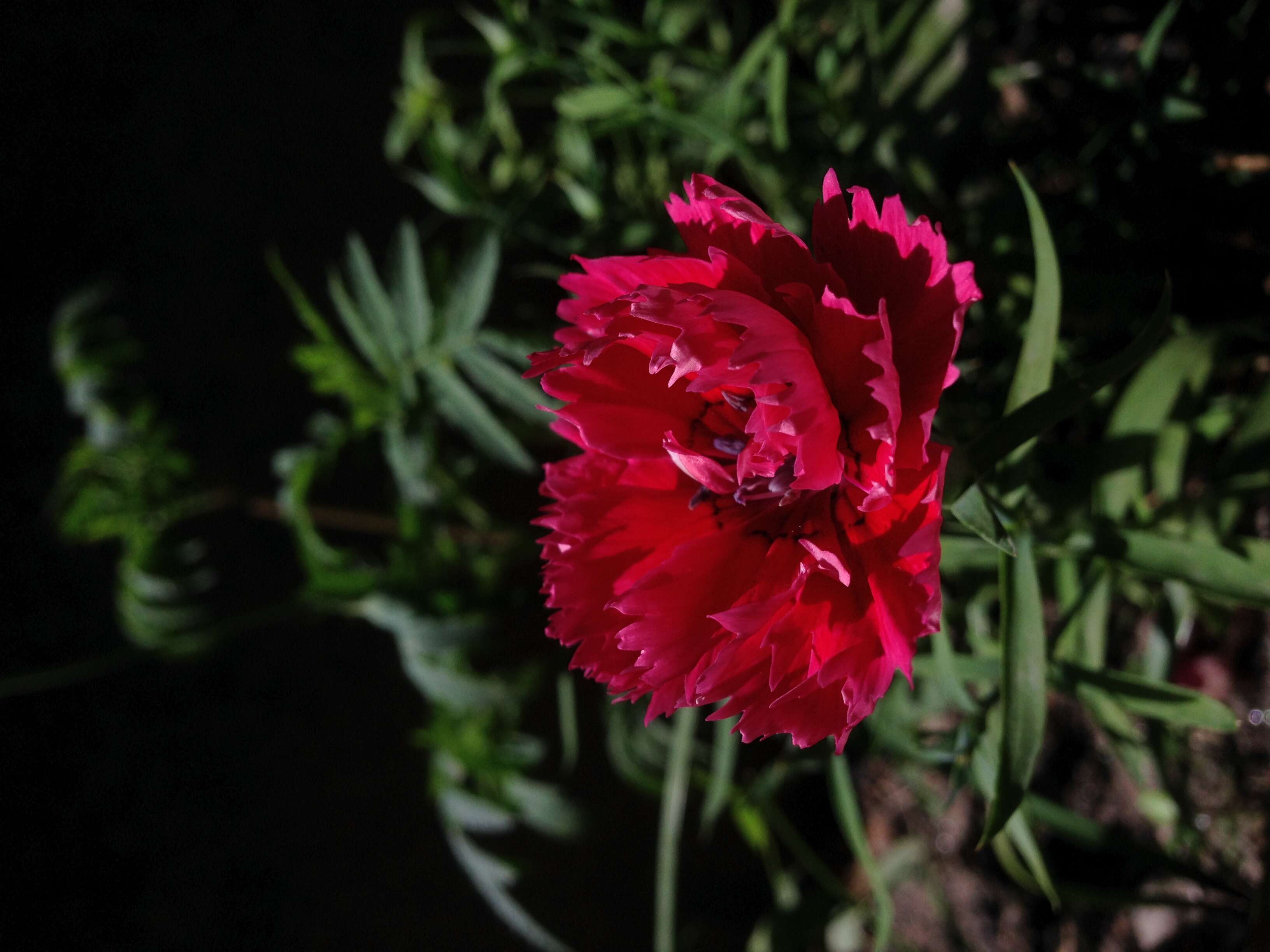 Image of hairy carnation