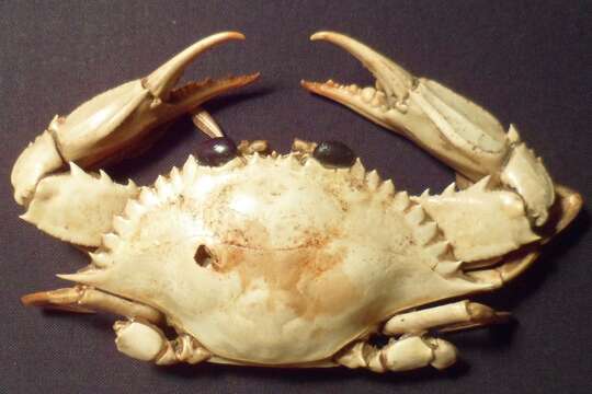 Image of arched swimming crab