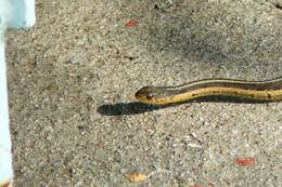 Image of Common Garter Snake