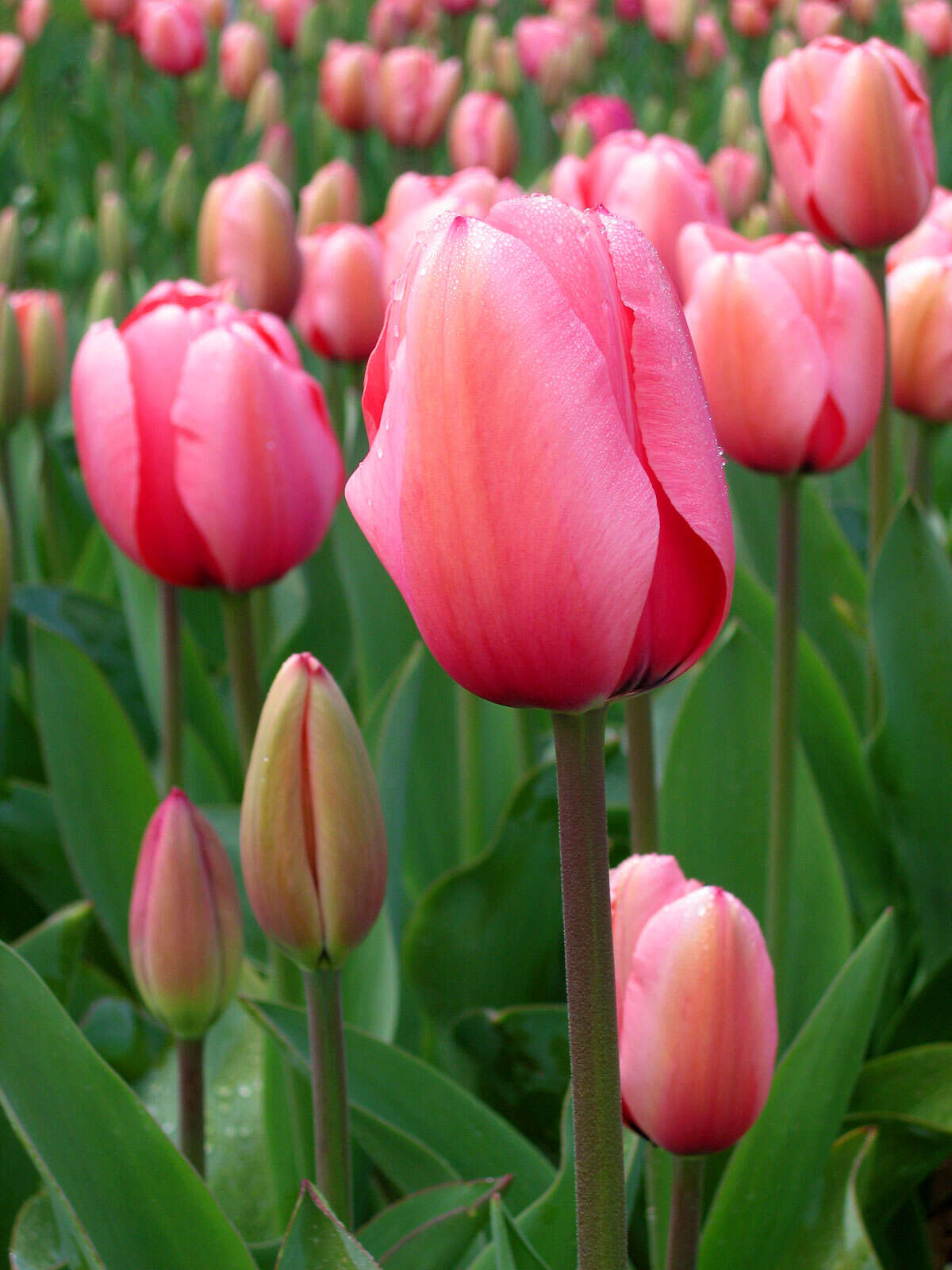 Image de tulipe