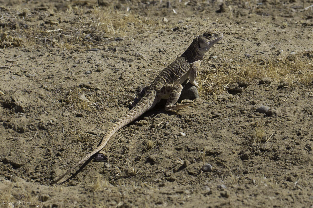 Image of Bluntnose Leopard Lizard