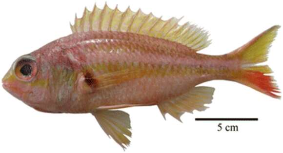 صورة Parascolopsis