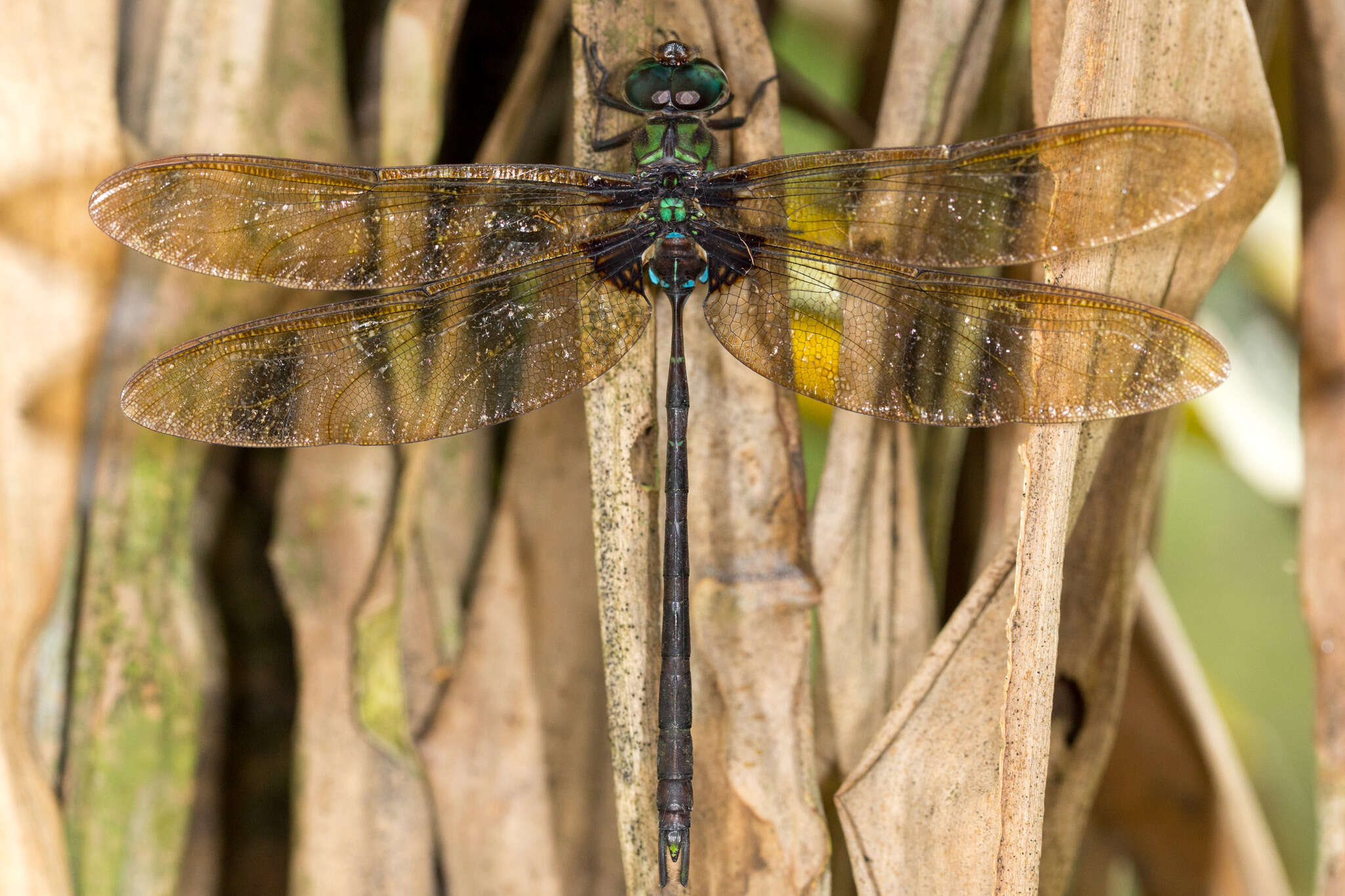 Image of Two-Spined Darners