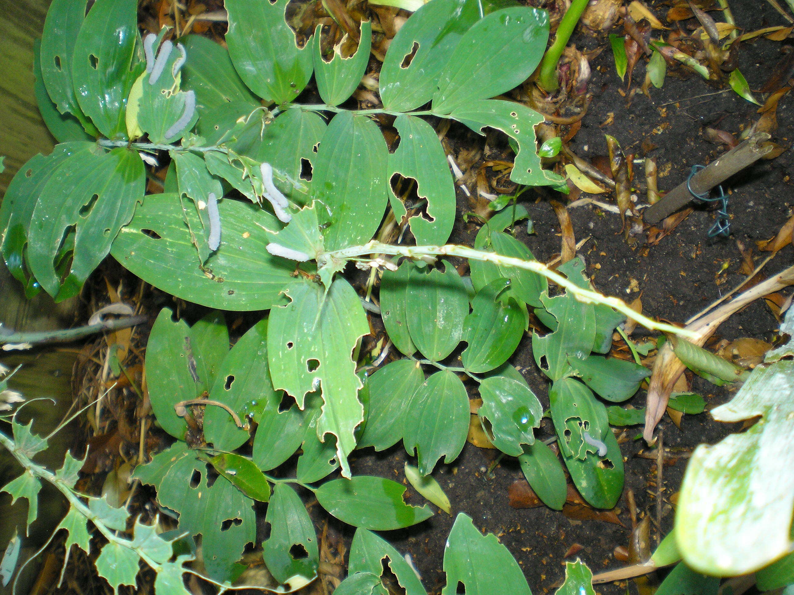 Image of Angular Solomon's Seal