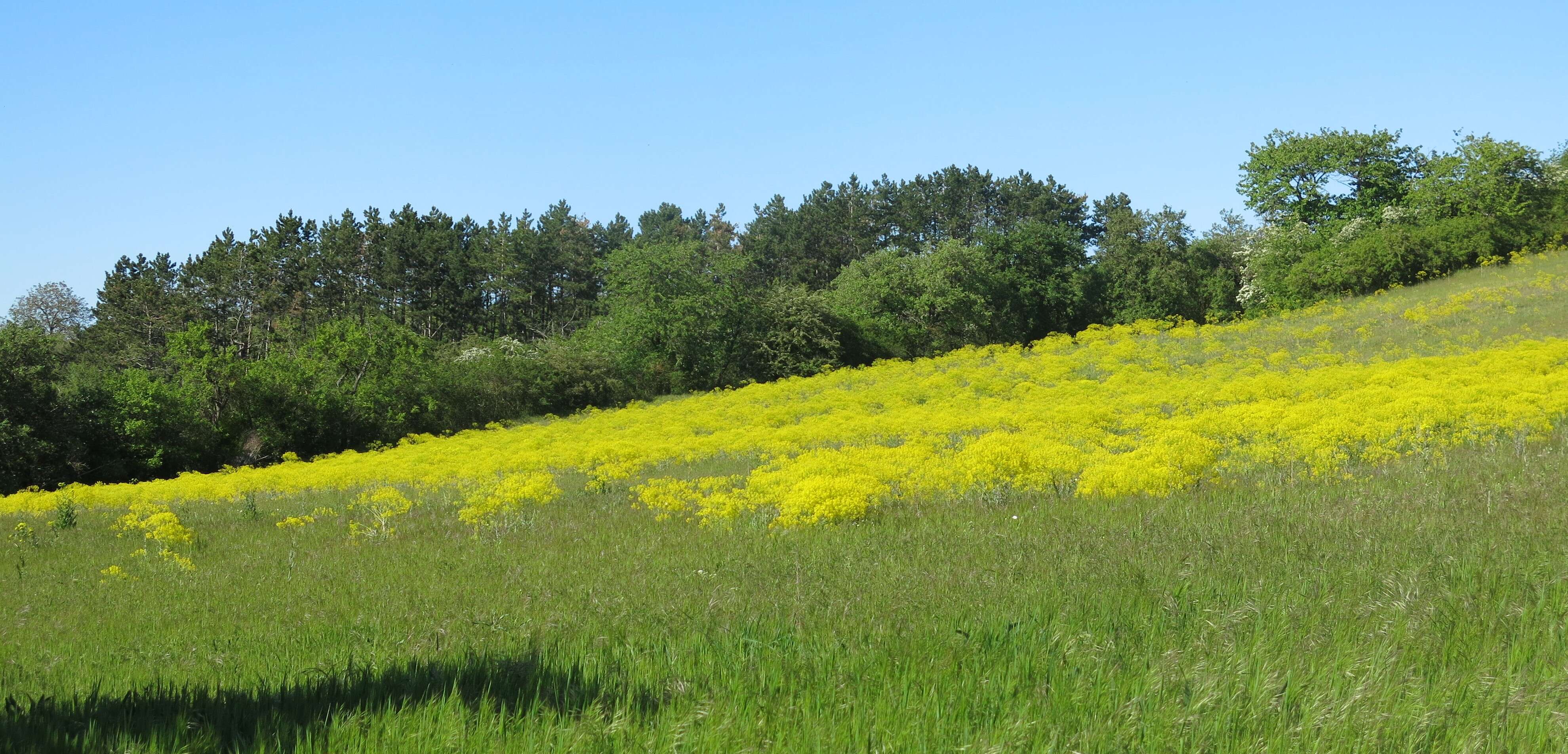 Image of woad