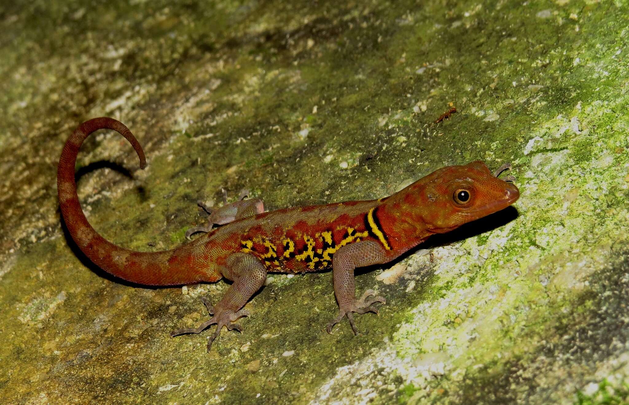 Image of Brilliant South American Gecko