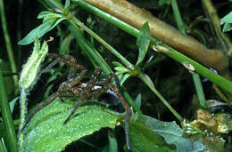 Image of Dolomedes minor L. Koch 1876