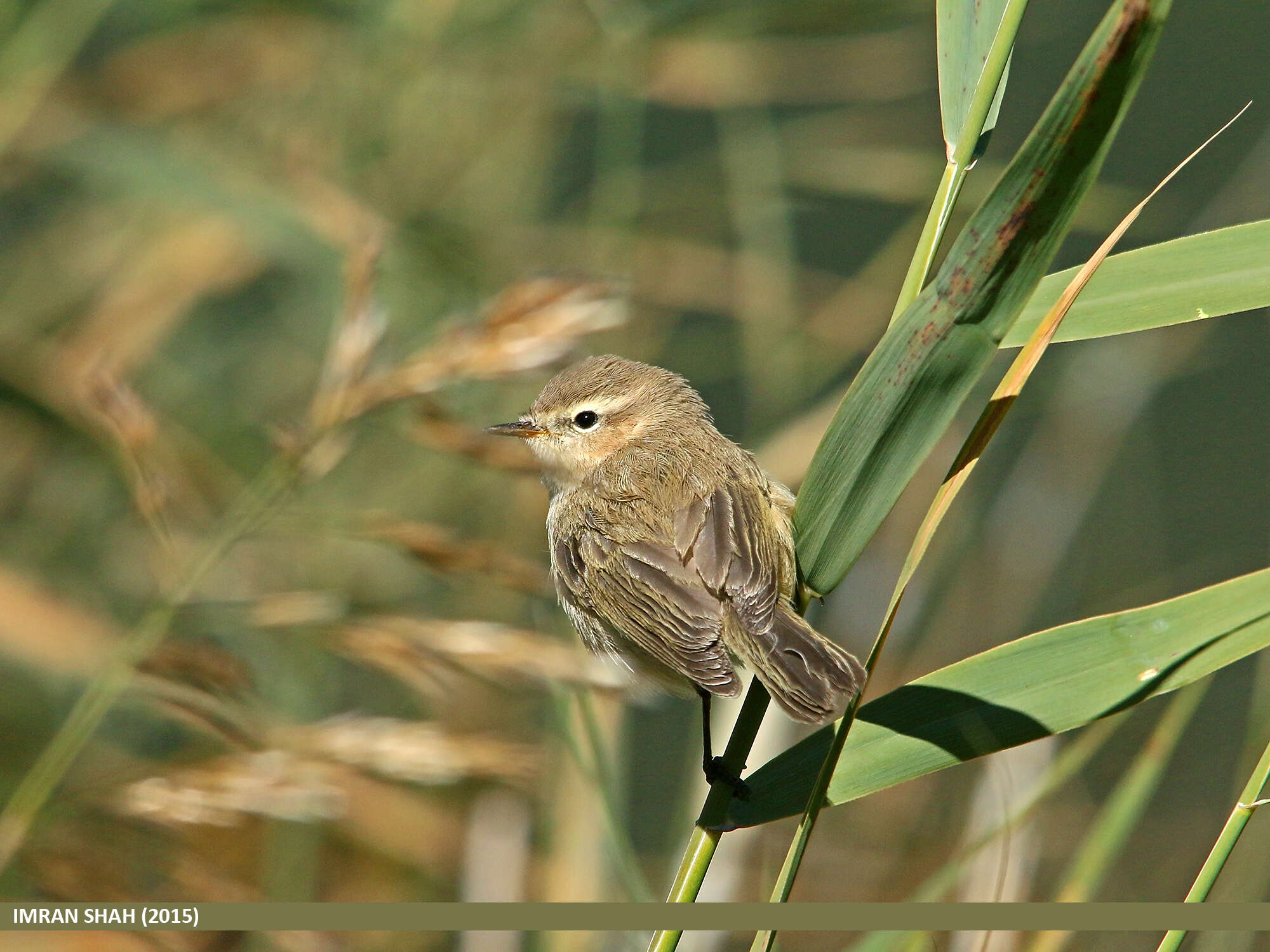 Image of Siberian Chiffchaff