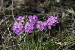 Plancia ëd Primula farinosa L.