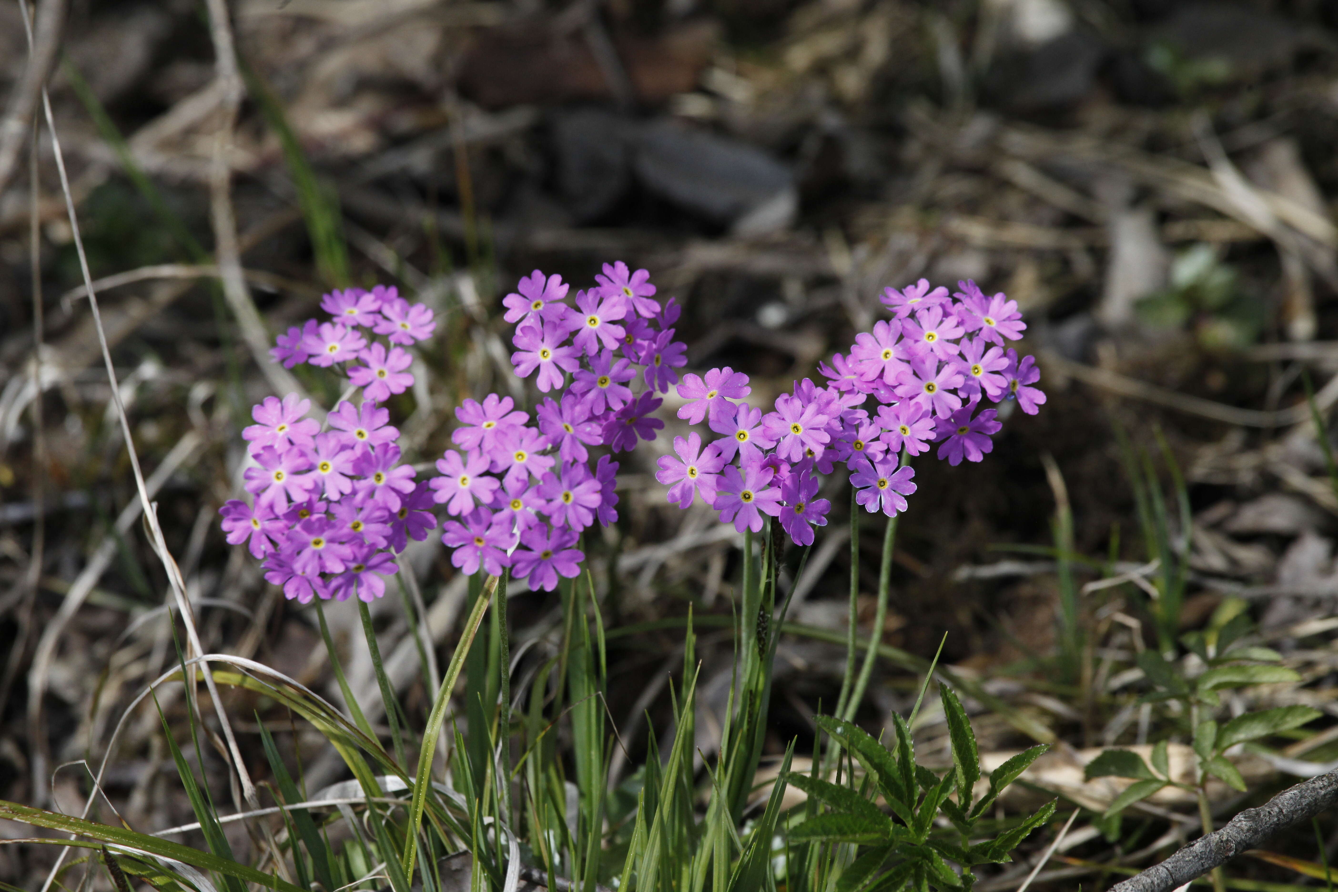 Plancia ëd Primula farinosa L.