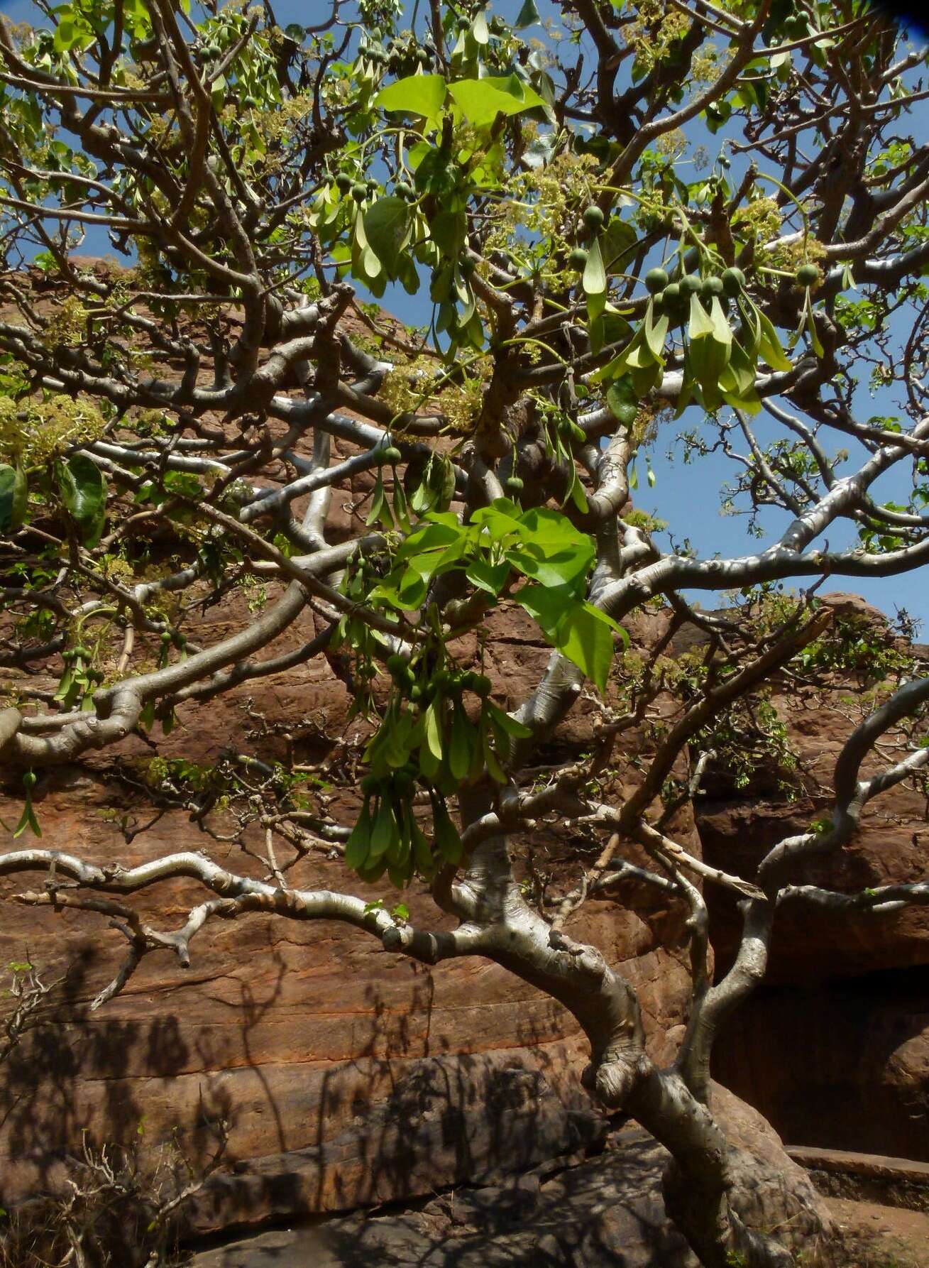 Image of Gyrocarpus americanus Jacq.