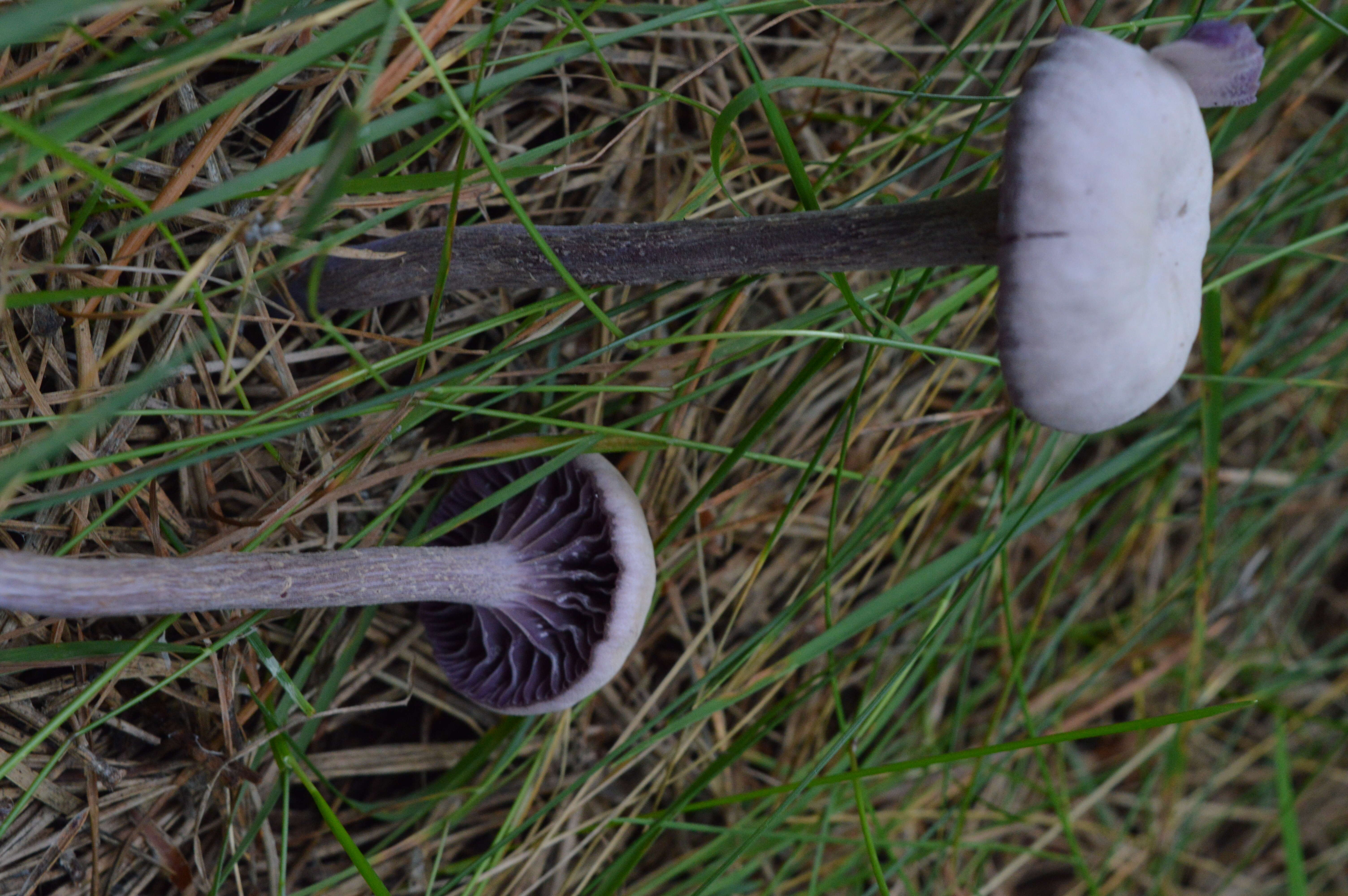 Image of Laccaria amethystina Cooke 1884