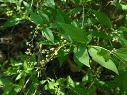 Image of slender pride of Rochester