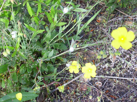 Image of Tuberaria lignosa (Sweet) Samp.