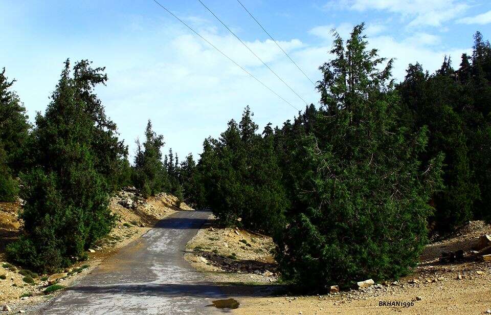 صورة Juniperus excelsa subsp. polycarpos (K. Koch) Takht.