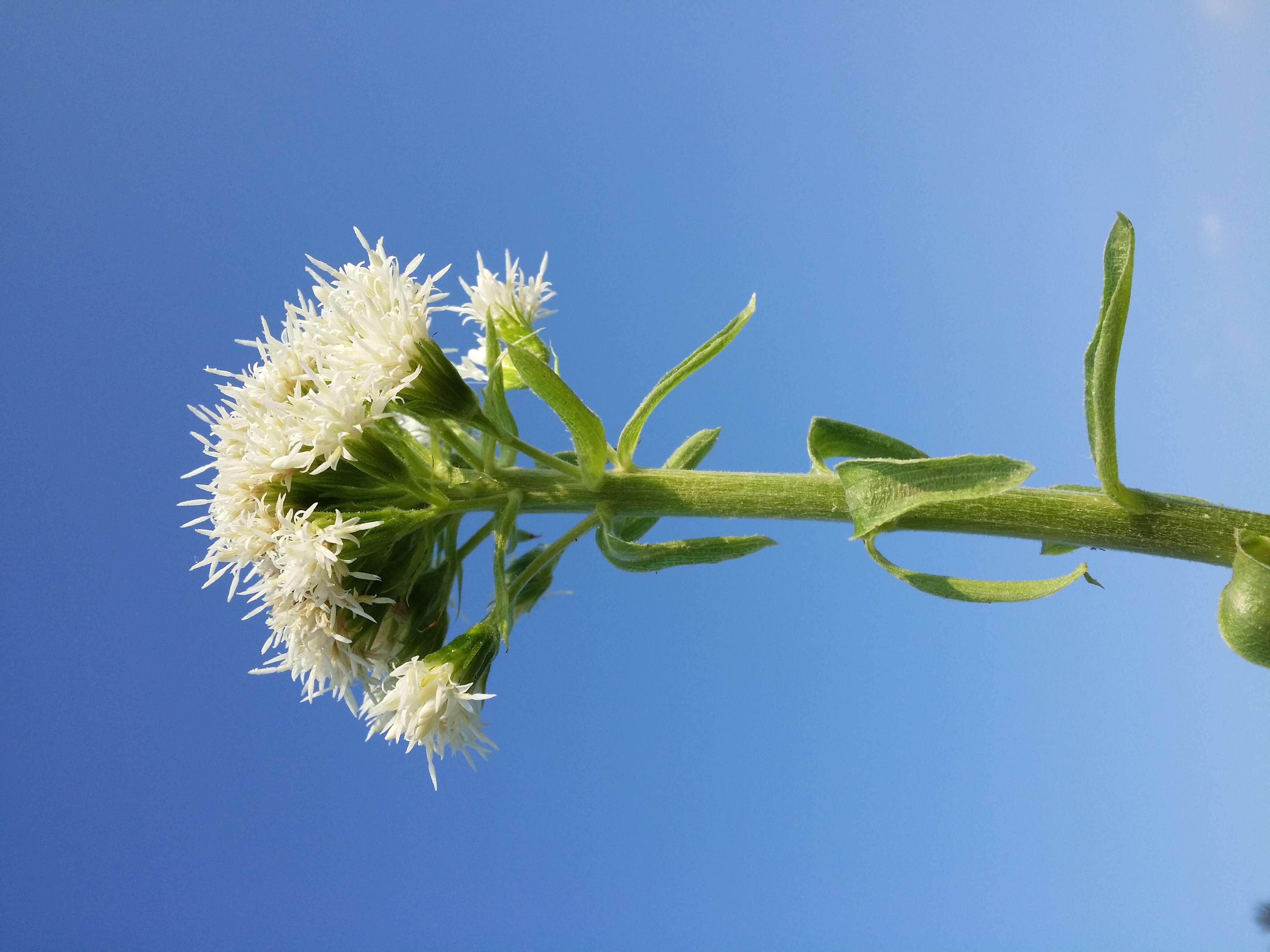 Image of Petasites albus (L.) Gaertn.