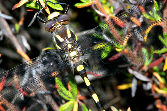 Image of Pacific Spiketail