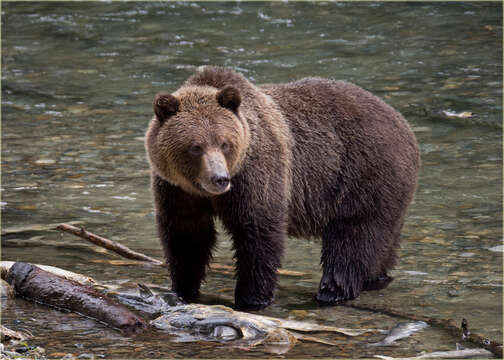 Image of grizzly bear