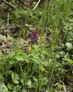 Слика од Corydalis cava (L.) Schweigger & Koerte