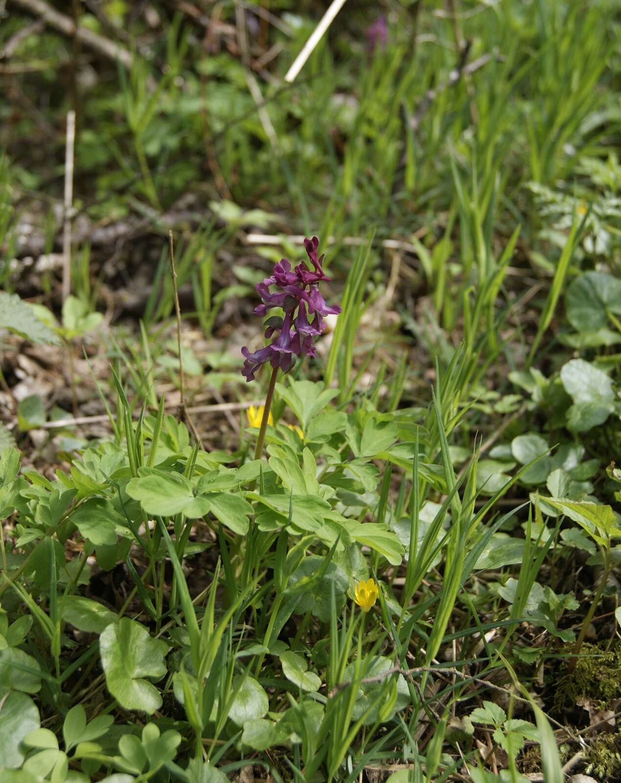 Слика од Corydalis cava (L.) Schweigger & Koerte